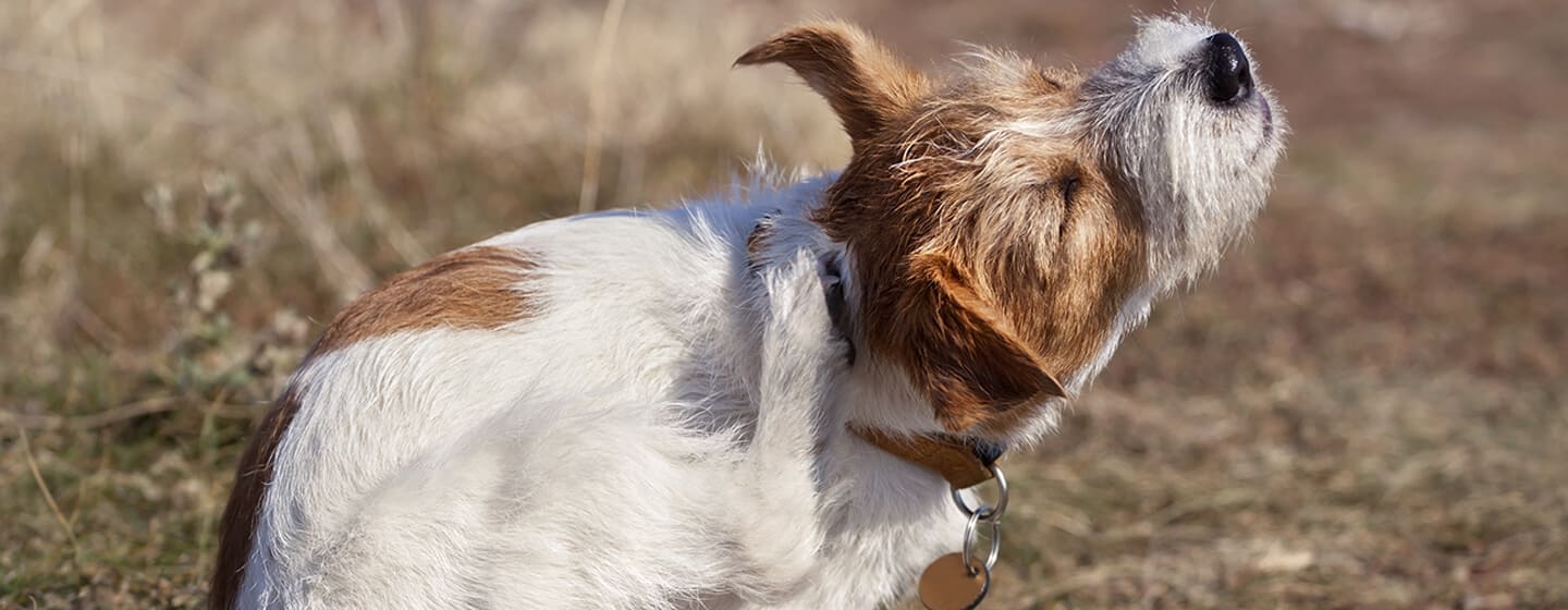 how to treat dog fleas on humans