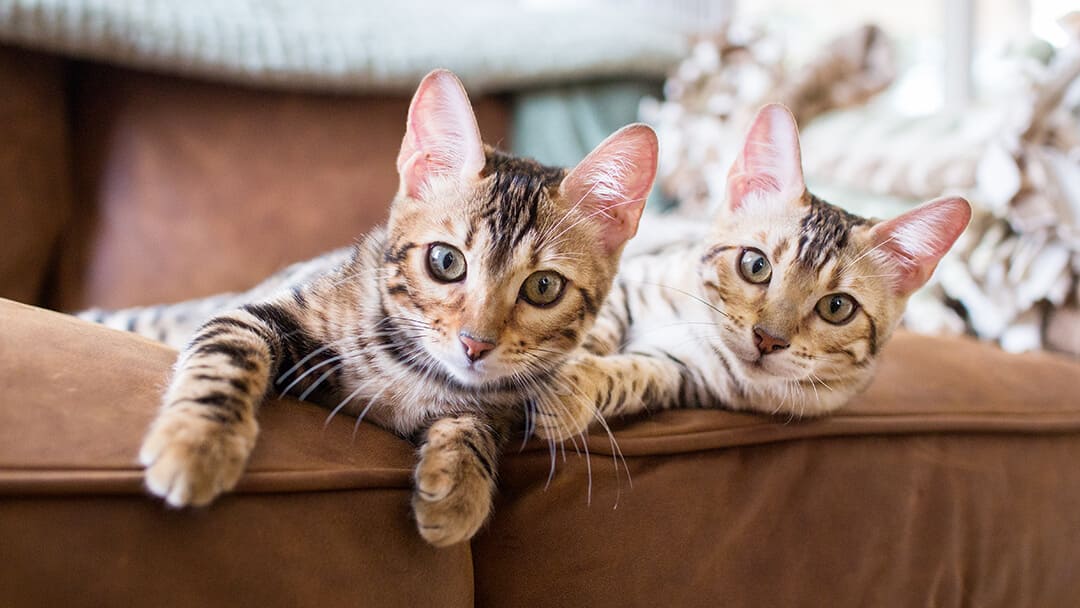 10 Small Cat Breeds That Look Like Cuddly Kittens Forever