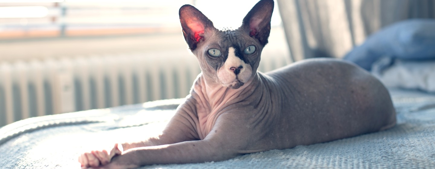 Hairless cat laying on the bed