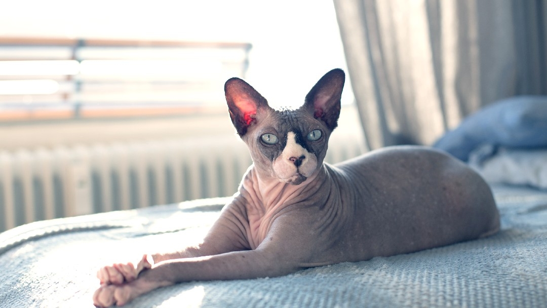 Hairless cat laying on the bed