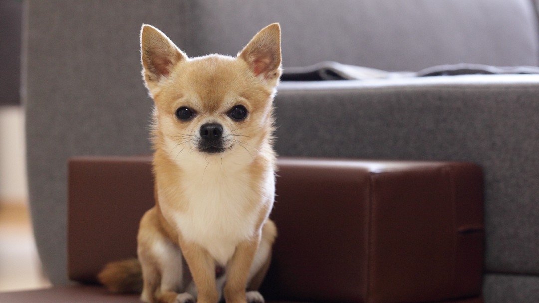 Small chihuahua sat looking towards the camera