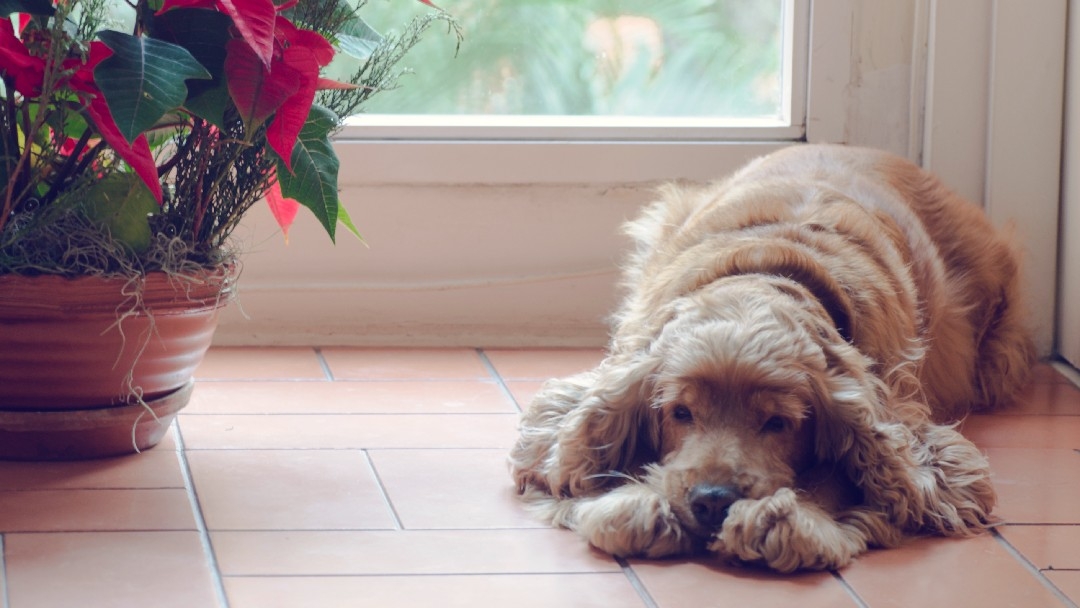 Old cocker spaniel resting on the floor next to a window