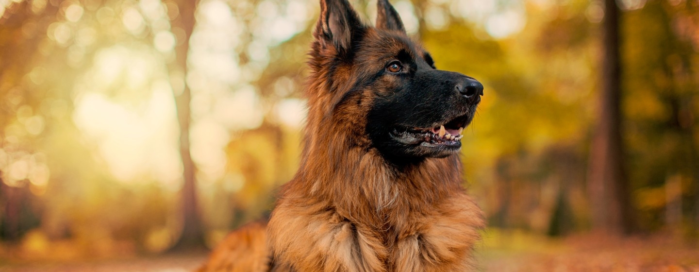 5 German Shepherd Health Problems: Signs & Treatments | Purina