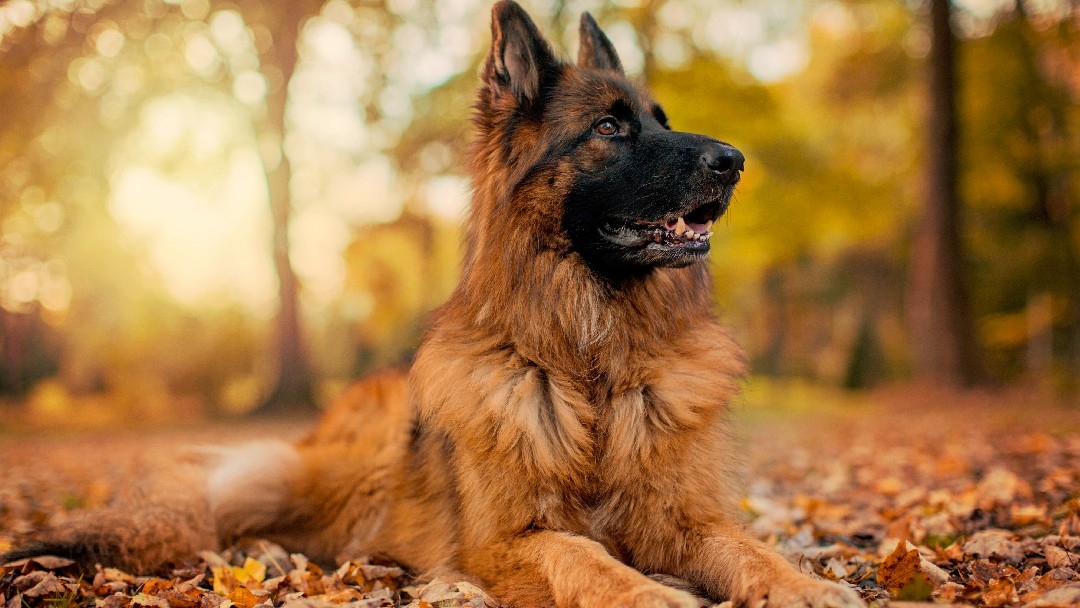 German Shepherd sitting in autumn leaves