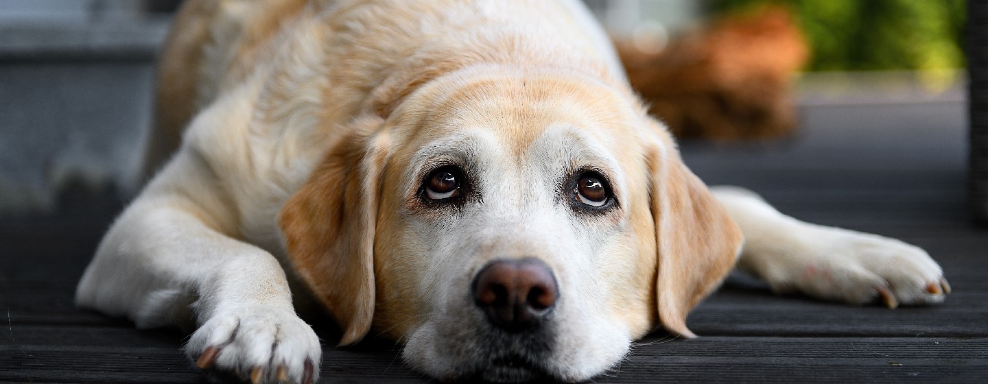 Labrador retriever lies down resting on wooden floor