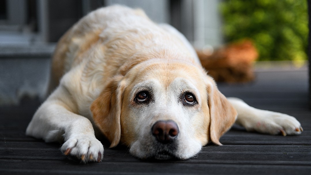 Labrador retriever lies down resting on wooden floor