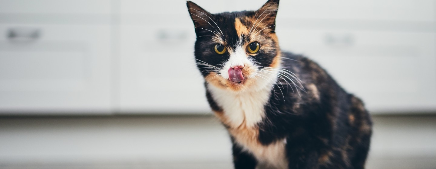 Kitten Diarrhoea Common Causes Treatments Purina