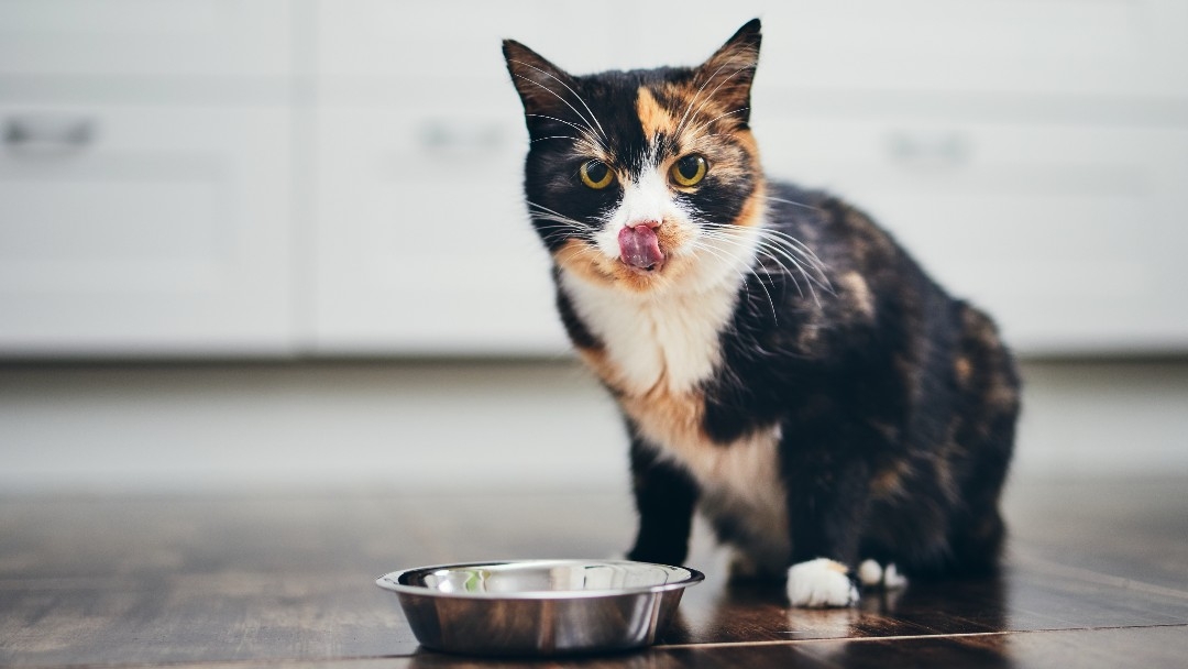 Cat licking its mouth after eating food