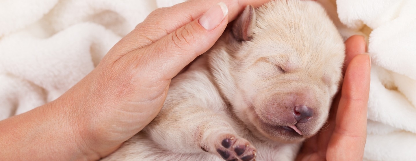Newborn puppy asleep in a persons hands