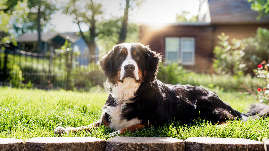 Bernese Mountain Dog in the sunshine