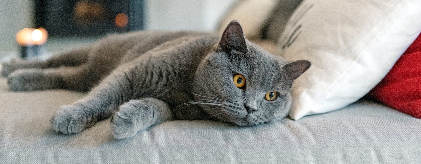 Short-Haired Cat Breeds That Are Soft & Cuddly | Purina