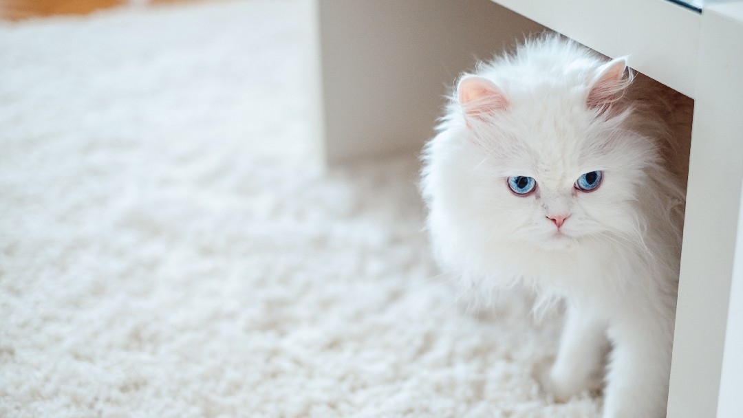 Fluffy white cat sat under a coffee table