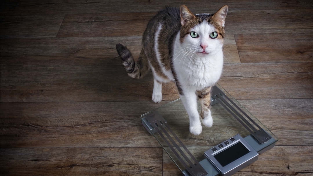 Why is My Cat Losing Weight?