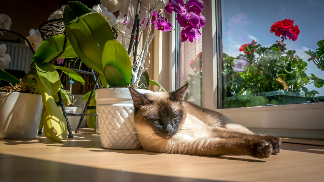 Cat laying next to the flower on the sun