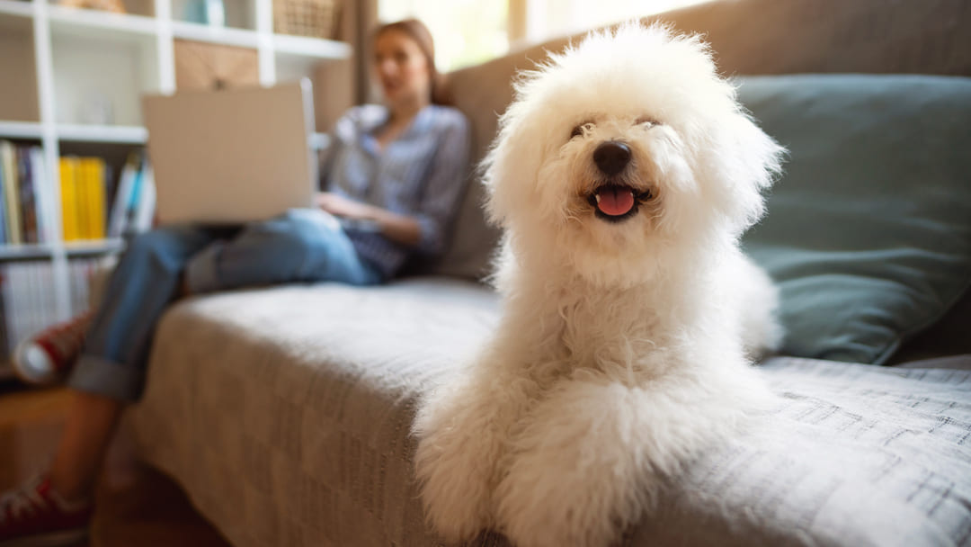 9 Best Dogs for Apartments