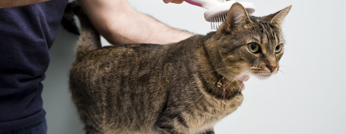 Cat Dandruff: What You Need to Know About Causes and Treatments