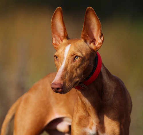 Cirneco Dell’Etna Dog Beed Information | Purina UK