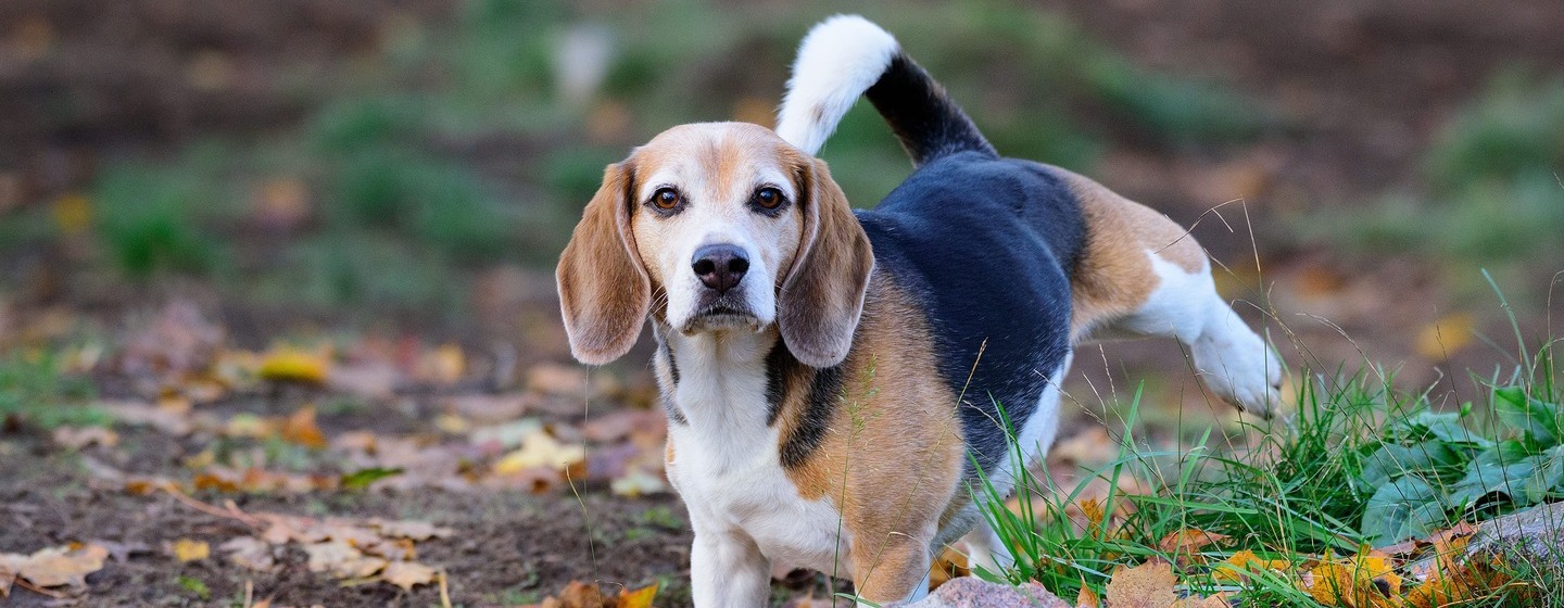 Blood in dog urine