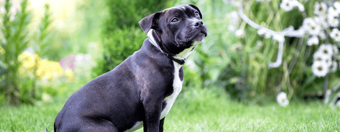 14 American Dogs You Need to Know About