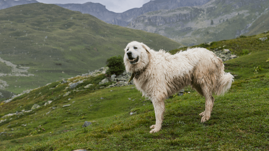 10 Mountain Dog Breeds