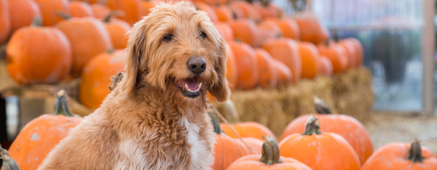 how much canned pumpkin do you give a puppy