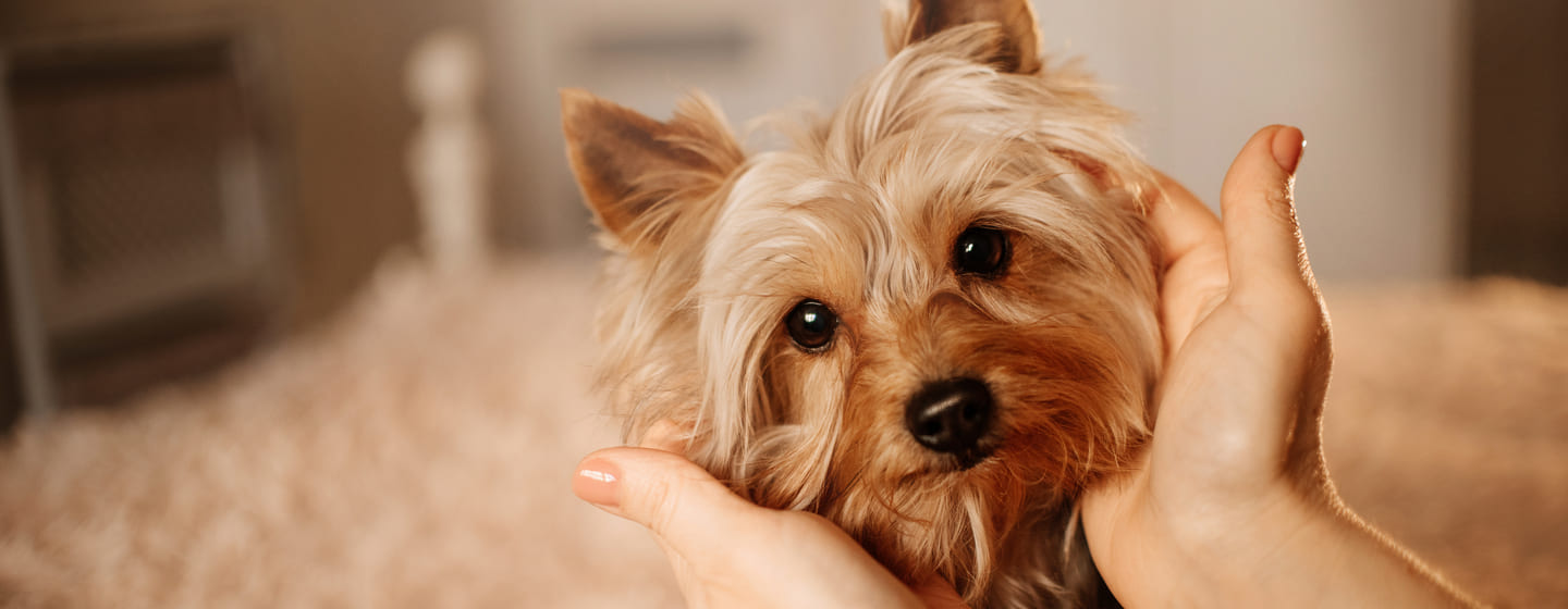 10 Fluffy Dog Breeds: Fuzzy, Long-Coated Canines Worth Cuddling