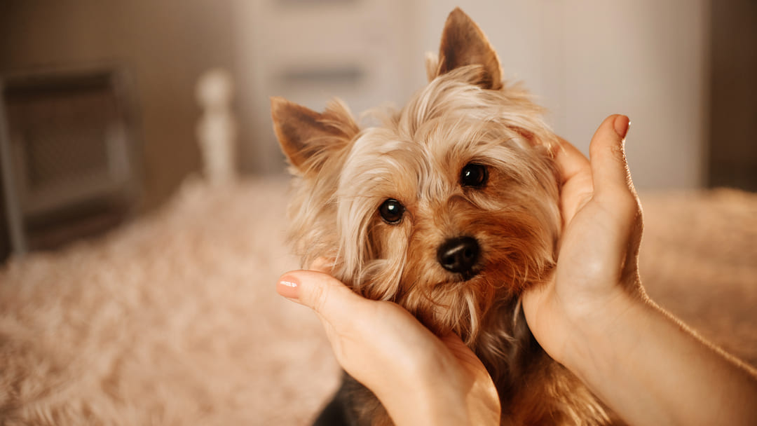 7 Small Dogs with Long Hair That Will Steal Your Heart | Purina