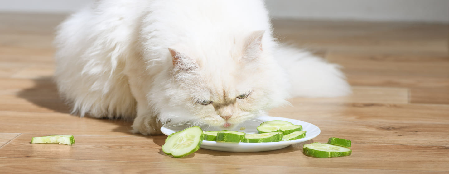 can dogs eat cucumber uk