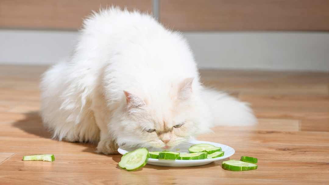 Can Cats Eat Cucumber