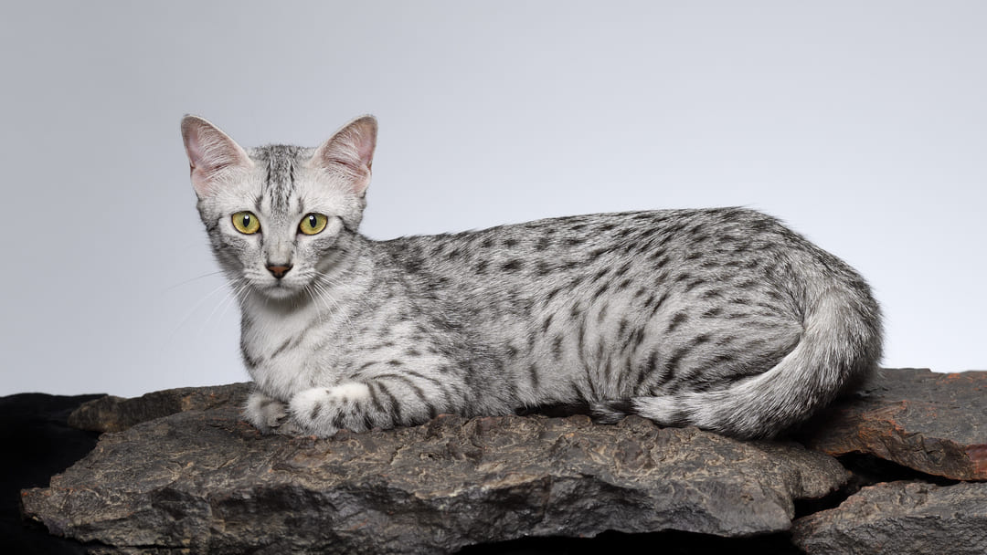 4 Egyptian Cat Breeds