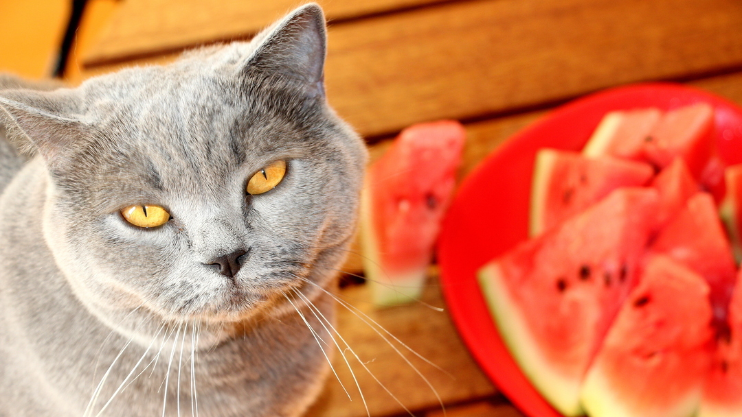 Can Cats Eat Watermelon