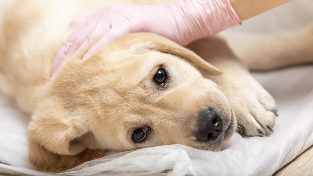 Canine Parvovirus: What Is Parvo & Can Humans Get It