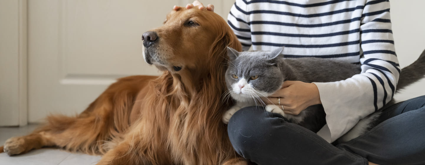 Dogs That Are Good with Cats