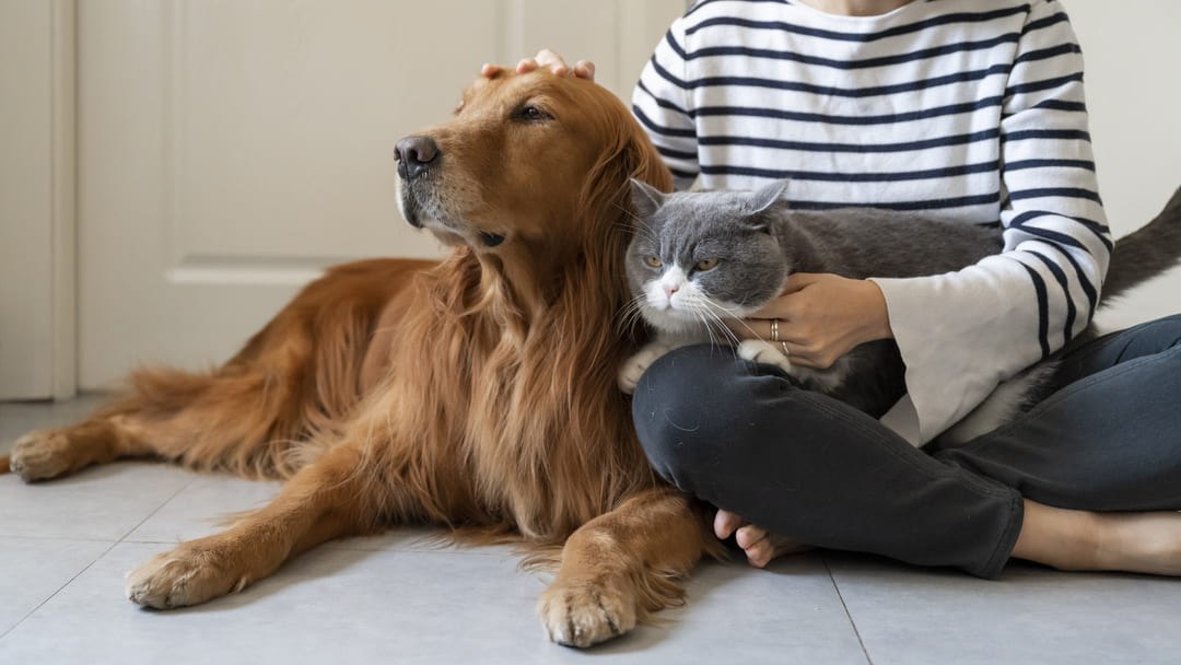 what breed of dog can live with cats