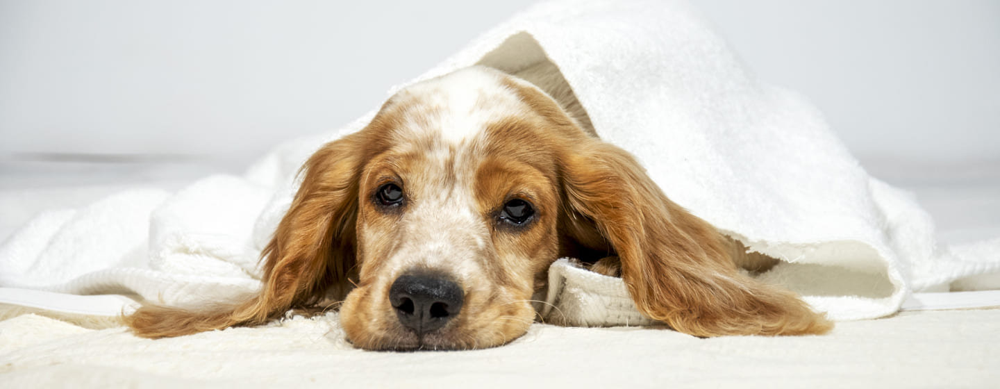 Hypothyroidism in Dogs: Symptoms and Treatment