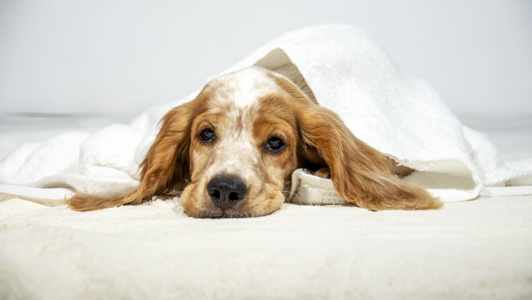 How Do You Treat Hypothyroidism In Dogs
