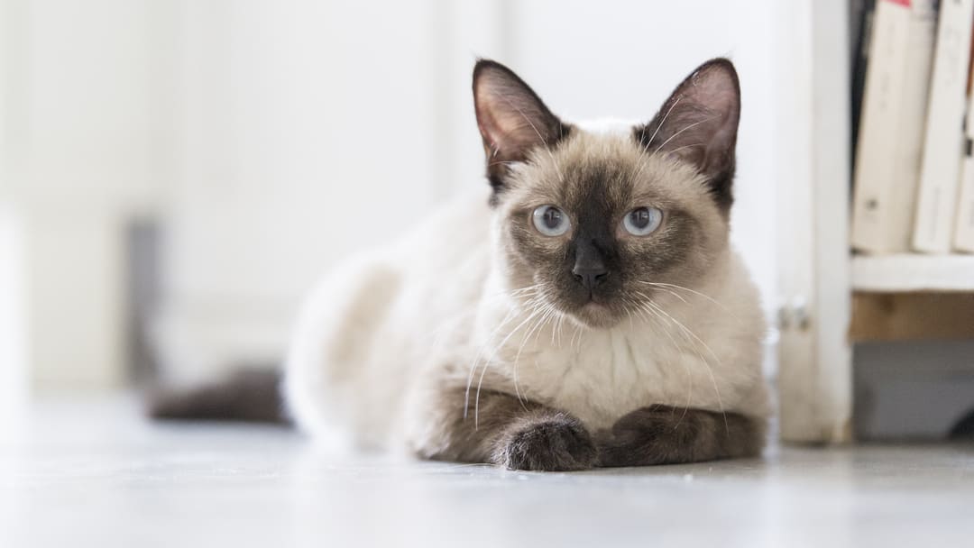 Top 10 Siamese Cat Names