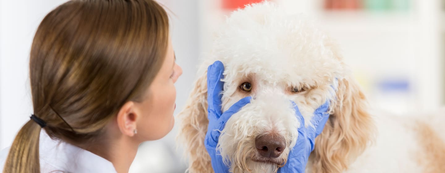 Dog Eye Infections: The Symptoms You Shouldn't Ignore