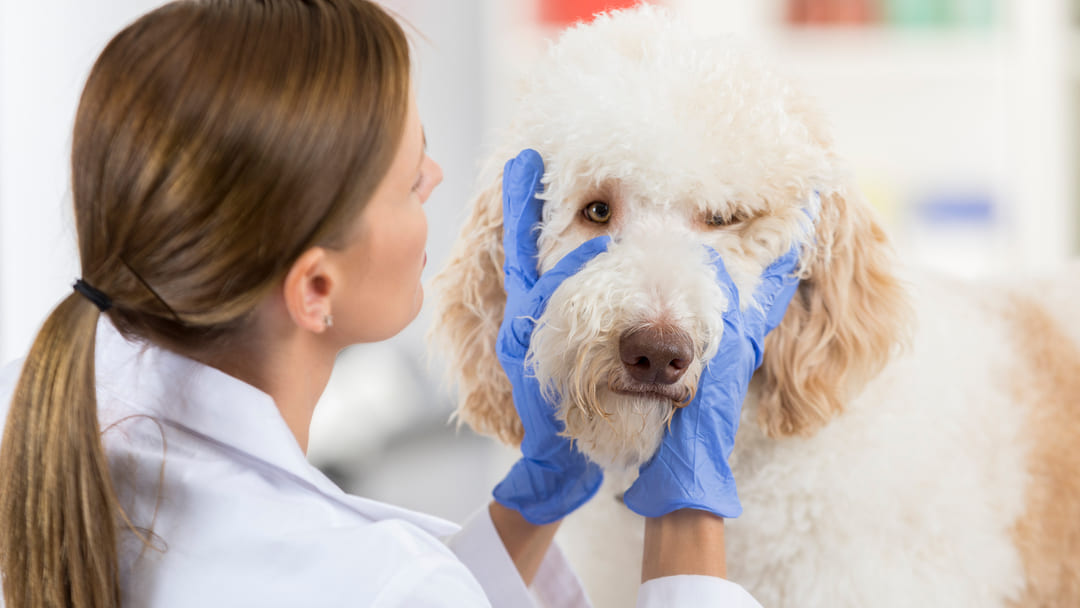 Dog Eye Infections: Symptoms and Treatments