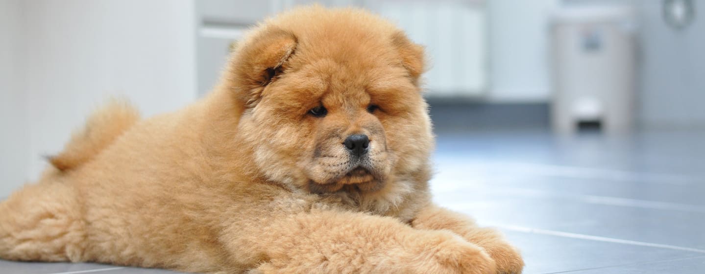 Dog Breeds That Can Be Left Alone