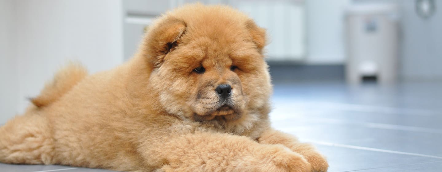 11 Dog Breeds That Can Be Left Alone for A Few Hours