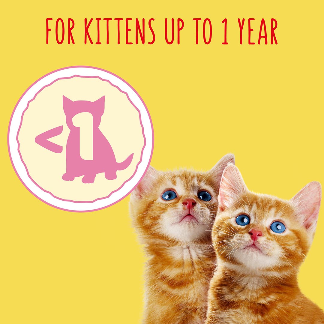Go cat kitten food 2kg online