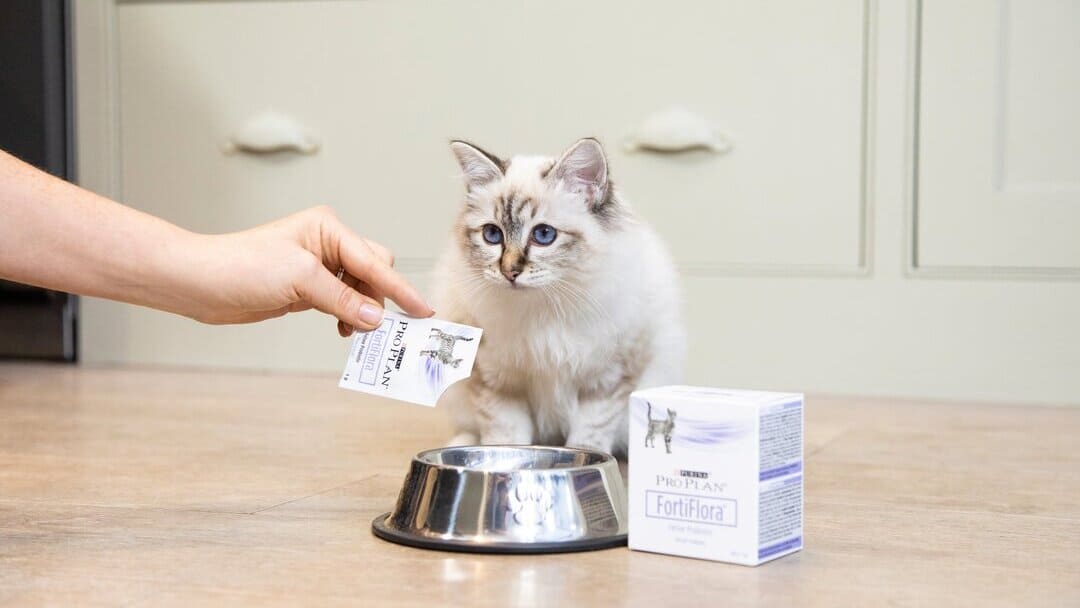 Probiotics for Cats: Why Are They So Important