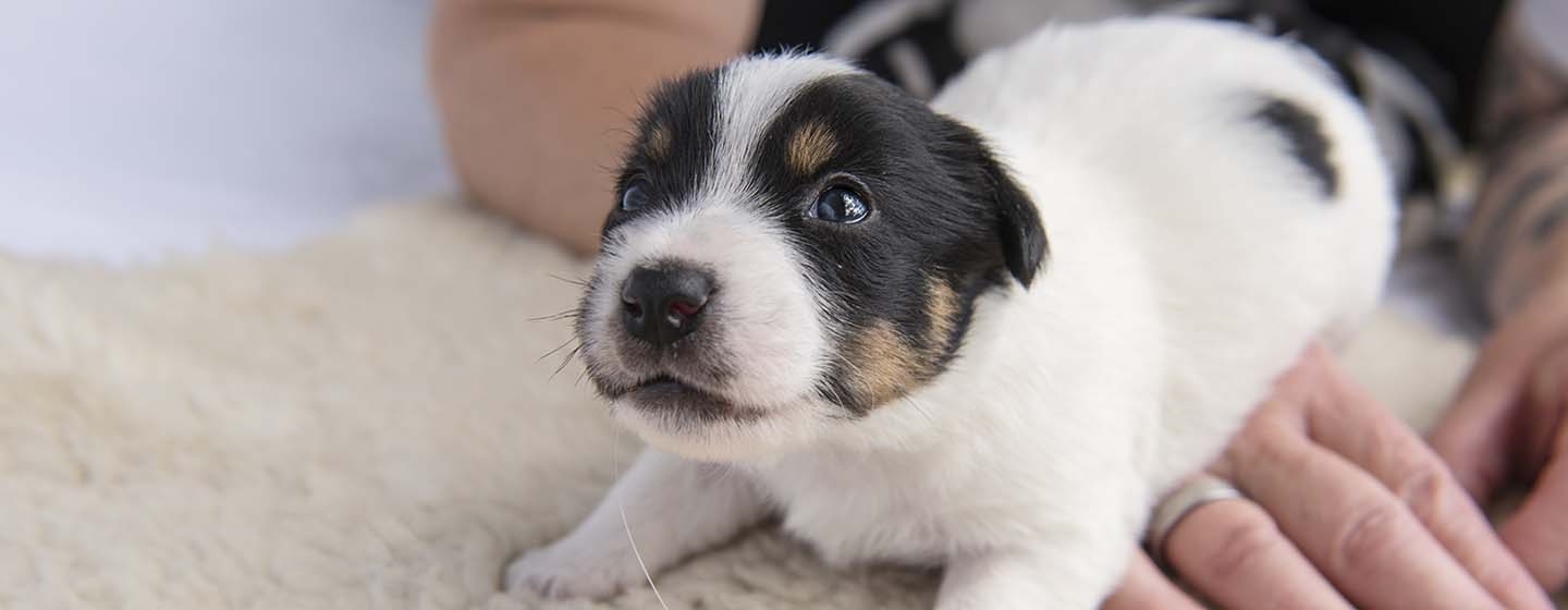 Puppy opening his eyes