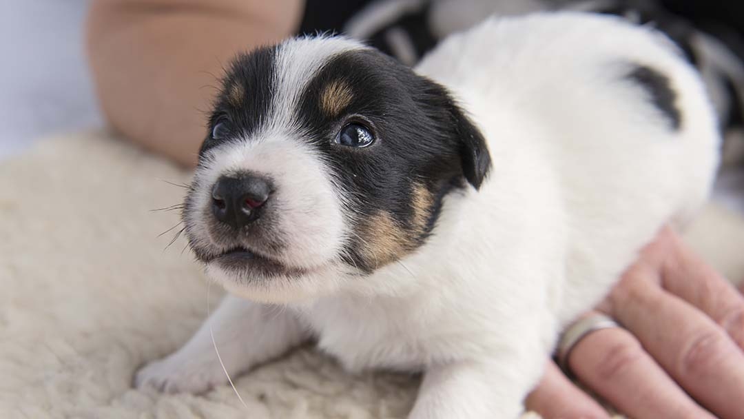Puppy opening his eyes