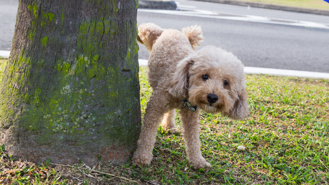 is it normal for puppies to pee alot