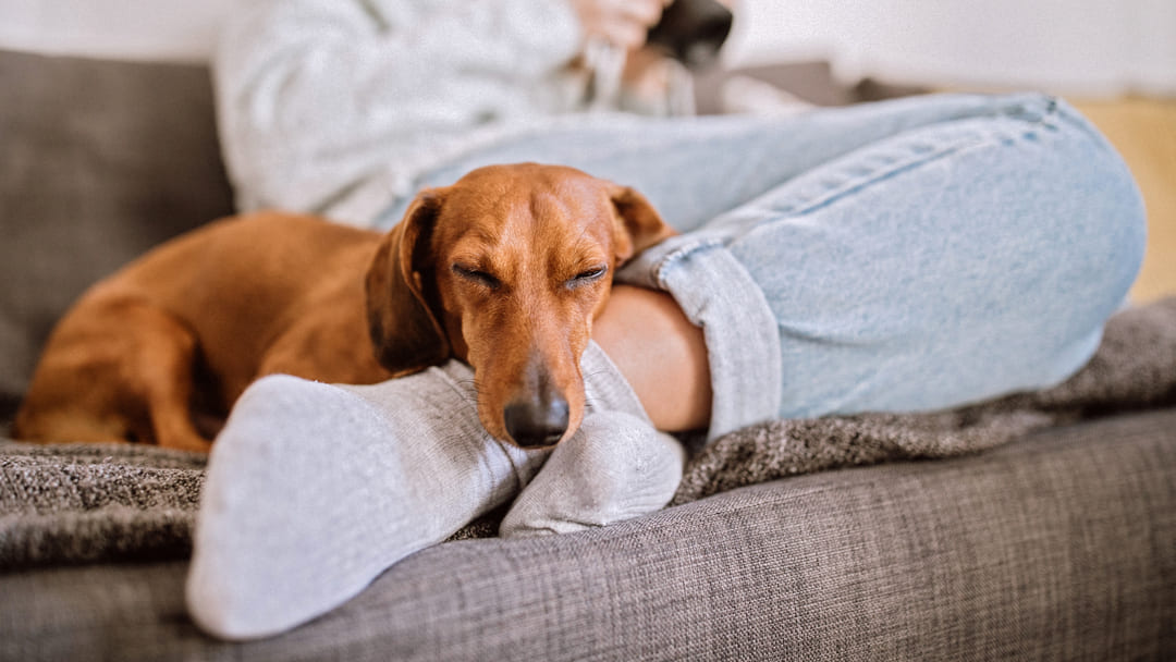 How Much Space Do Dogs Need? Does Your Dog Have Enough Room? | Purina How Much Space Do Dogs Need? Does Your Dog Have Enough Room? | Purina