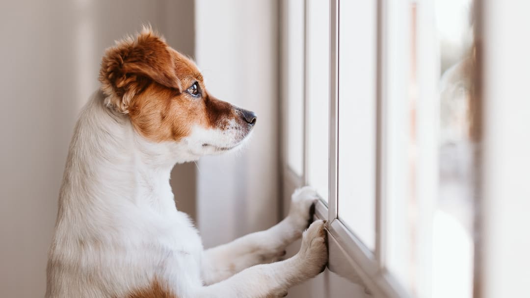 how much time should you spend training a puppy