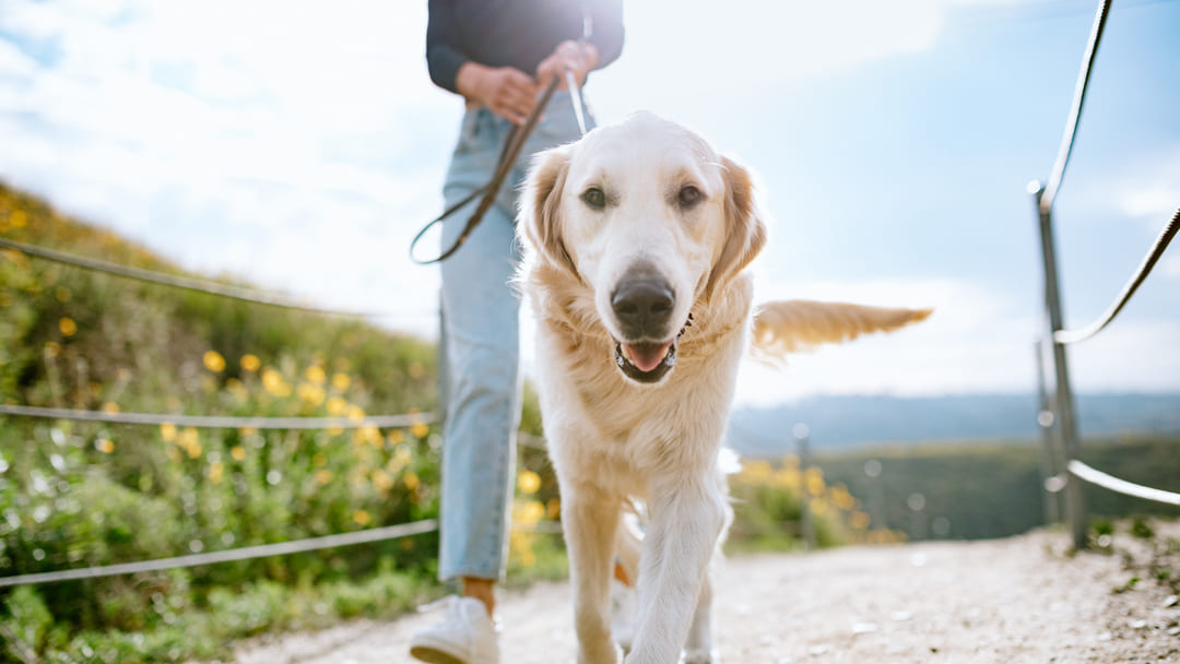 How Often Should You Walk Your Dog