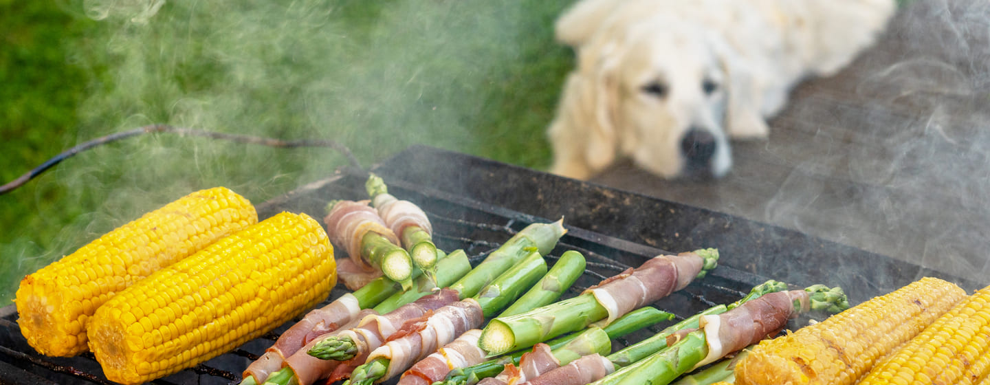 is sweet corn good for dogs